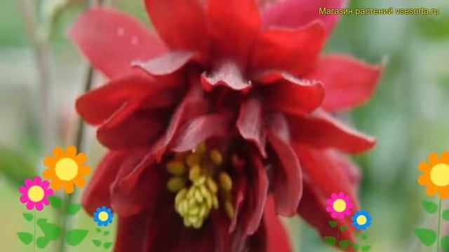 Аквилегия обыкновенная Руби Порт. Краткий обзор, описание характеристик aquilegia vulgaris Ruby Por смотреть онлайн