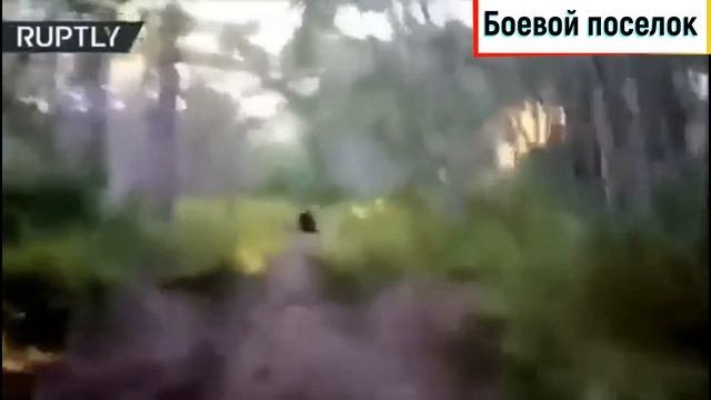 Медвежья суперсила