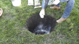 Как посадить катальпу - красивоцветущее дерево