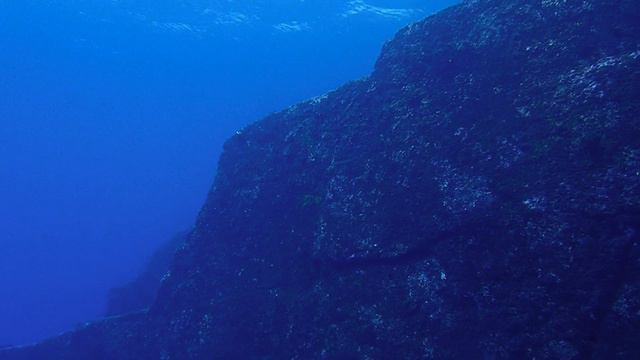与那国島ダイビング秋バラクーダや海底遺跡