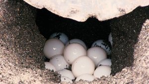 Sea Turtles For Kids | All About Sea Turtles!