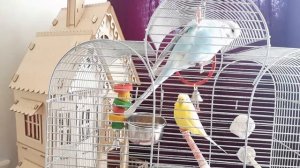 Детям о серьезном. Волнистые попугаи. Плюсы и минусы, уход