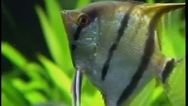 Скалярии — обитание, содержание, разведение смотреть онлайн