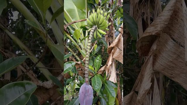 А вы видели, как растёт банан  #бали #жизньнабали 🍌🍌🍌