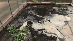Как поливаю арбузы в теплице