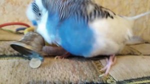 КАК ОПРЕДЕЛИТЬ ПОЛ ВОЛНИСТОГО ПОПУГАЯ // РАЗГОВОР ПОПУГАЯ