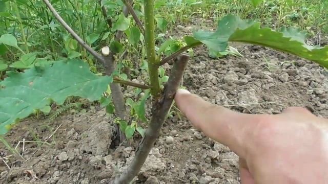 Обрезка места прививки окулировкой - мой опыт. Черешня смотреть онлайн