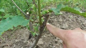 Обрезка места прививки окулировкой - мой опыт. Черешня
