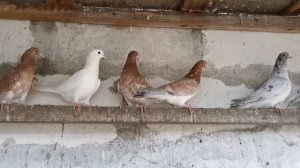 #БОЙНЫЕ ГОЛУБИ. Обзор молодых бакинских бойных голубят 04.05.2021г.