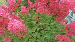 Гортензия Фрейз Мелба на пике красоты!