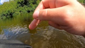 Голавли отрывают жуков и гнут крючки. Нахлыст в Подмосковье.