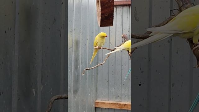 #вольер#ожереловые попугаи# смотреть онлайн