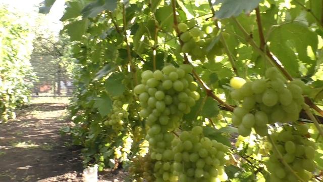 Як поливом не нашкодить винограднику, аналіз води, підживлення.