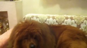 Тибетский мастиф в доме