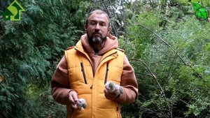 ЧЕСНОК ЗАМЕРЗ? Это странно! Чеснок не мерзнет! Вот почему чеснок плохо зимует.