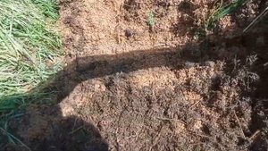 Про отруби для червей. Часть 1