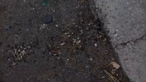 Муравьи носят еду в свой домик.
