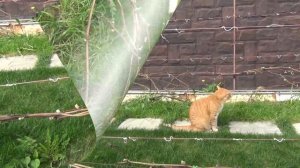 КОГДА ДЕЛАТЬ ПРОЛОМКУ ПОБЕГОВ на ВИНОГРАДЕ на Севере