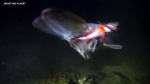 САМАЯ УЖАСНАЯ И ЗАГАДОЧНАЯ АКУЛА В МИРЕ