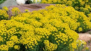 Молочай садовый (Euphorbia) — описание многоцветковых, болотных видов