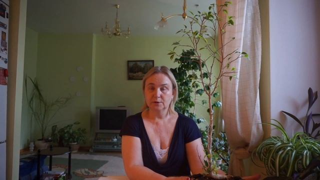 Замороженный фикус. Как спасти фикус? Спасаем замерзший фикус! смотреть онлайн