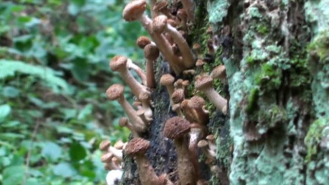 Как правильно собирать опята. Показываю. смотреть онлайн