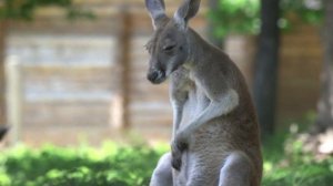 Osphranter (Macropus)  rufus - Кенгуру рудий -  Red kangaroo