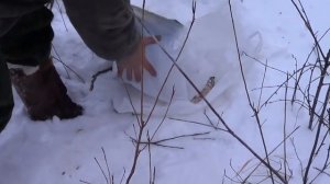 РАСКОЛОТКА ИЗ ЛЕНКА, От и До, деликатесное блюдо, блюда из рыбы