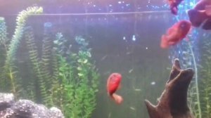 ?Aquass - Кормление Астронотус Оскар красный и Хемихромис красавец