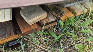 Свиная корейка в мини тандыре Колибри