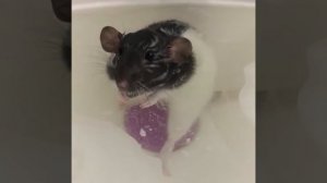 Крыса дамбо купается - как мы купали нашу крысу в ванне. Крысы любят плавать в воде?