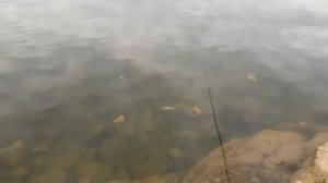 Что водится в Борнницком карьере, что можно поймать