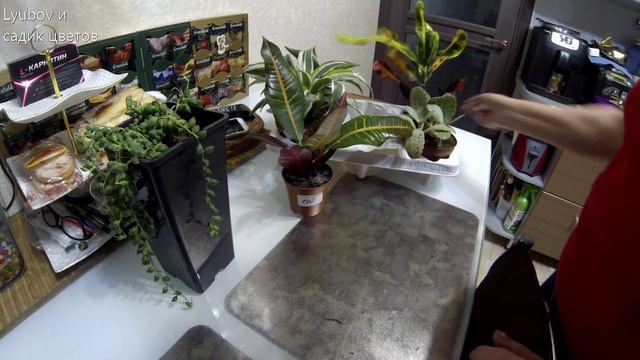 Комнатные цветы/Цветы с любимой базы/Уценка и не только