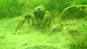 Плещеево озеро  близ реки Вёксы Глубина 10 15 м 07 07 2020 1