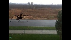 Giant Spider Attacks Person