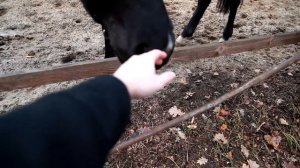 лошадь ест человека!