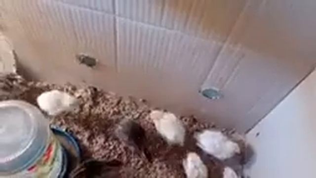 Я #фермер. #Переместил #куропаток вольер смотреть онлайн