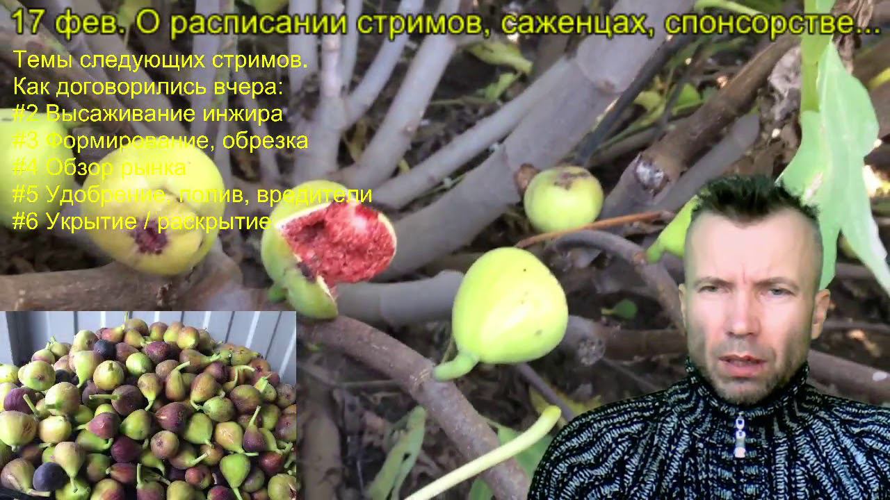 Обрезка инжира, удобрение, полив инжира, как укрывать инжир - расписание стримов. Саженцы инжира.