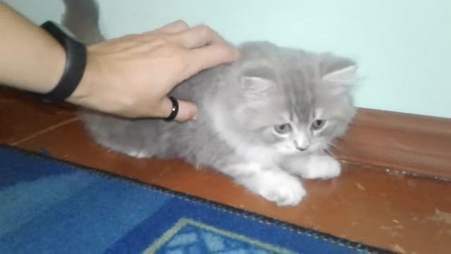 Питомник Night Amore Котятам 2 месяца шотландские длинношерстные смотреть онлайн