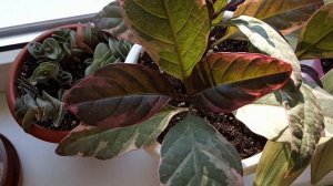 Обзор цветов на южном подоконнике