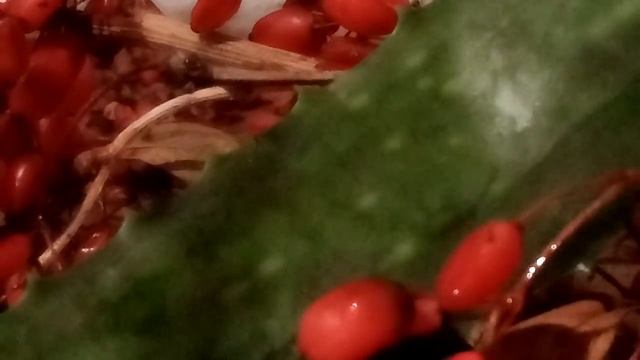 ЧИЩУ КРОВЬ СУПЕРРЕЦЕПТ 6.12.2019