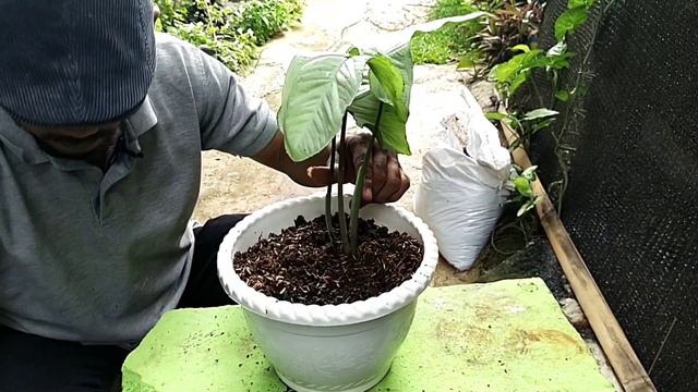TANAMAN SYNGONIUM PODOPHYLLUM WHITE BUTTERFLY POTONG BATANG @PARWANTO KUMIS