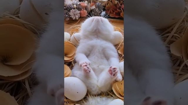 kitten in a dream котёнок во сне