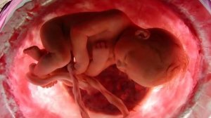 ПИТАНИЕ ПЛОДА ВО ВРЕМЯ БЕРЕМЕННОСТИ | Как и чем питается малыш в утробе матери