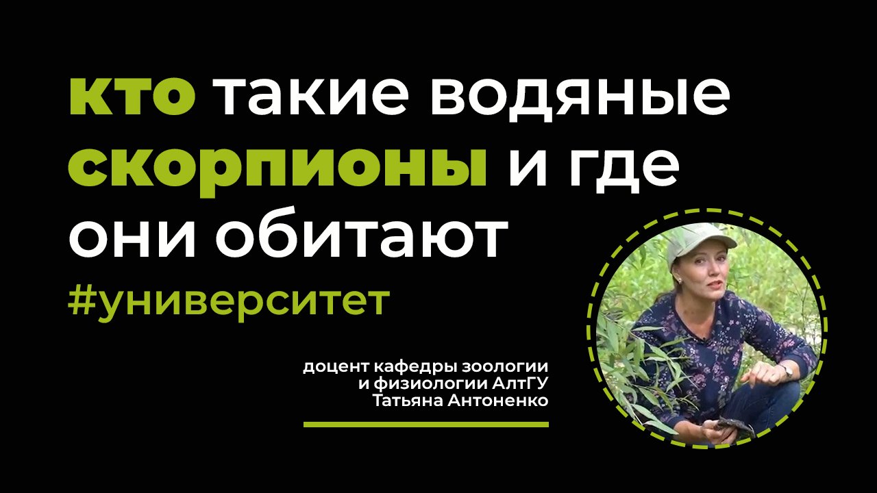 Кто такие водяные скорпионы? Рассказывает доцент АлтГУ Татьяна Антоненко на ТВ «Катунь 24»