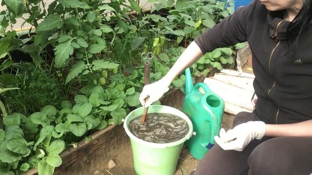 Супер подкормка для огурцов из куриного помёта! смотреть онлайн