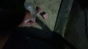 Вечернее кормление Мурзика!=) Мой Евпаторийский подопечный и по совместительству талисман!=) Крым.