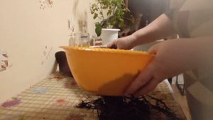 Пересадка кофейного деревца и калатеи