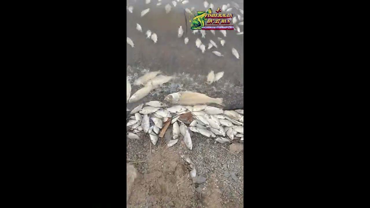 Нерестовый запрет, и море рыбы, Смотрите пока не удалили,! 17.05.2022год. река Амур, г. Амурск