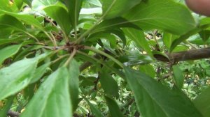 ЛЕТНЯЯ ОБРЕЗКА САДА.1-я серия. ОБРЕЗКА КОСТОЧКОВЫХ на примере алычи. КОГДА, ПОЧЕМУ и КАК